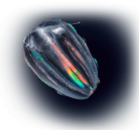 Photo d'un plancton fluorescent sur fond noir 